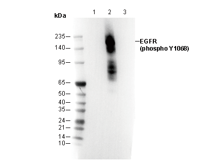 Phospho-EGFR (Tyr1068) Antibody