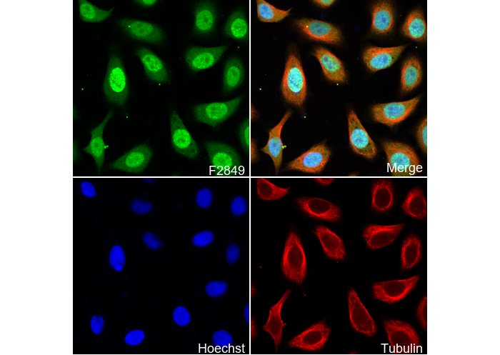 Survivin Antibody