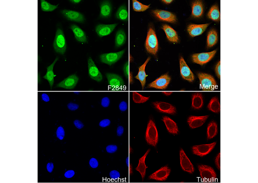 Survivin Antibody