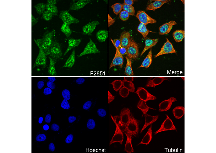 Smad3 Antibody