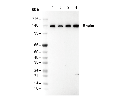 Raptor Antibody