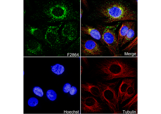 RAB7 Antibody