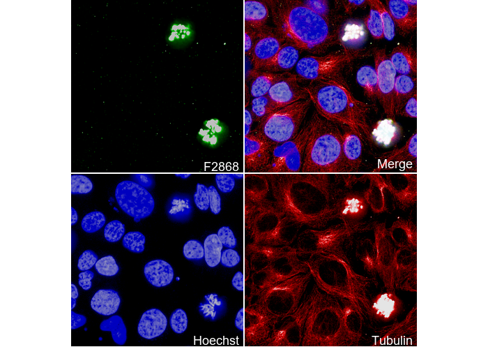 Phospho-Histone H3 (Ser10) Antibody