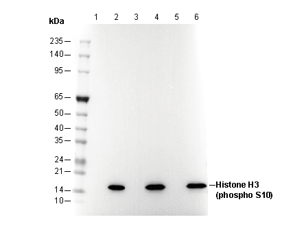 Phospho-Histone H3 (Ser10) Antibody
