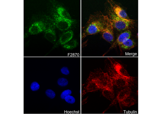 COX2 / Cyclooxygenase 2 Antibody