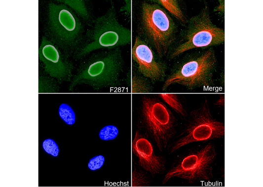 Lamin A + Lamin C Antibody