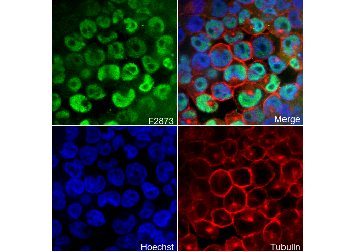 Nanog Antibody