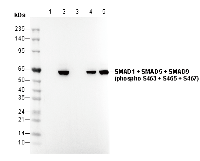 Phospho-Smad1/5/9 (S463/465/467) Antibody