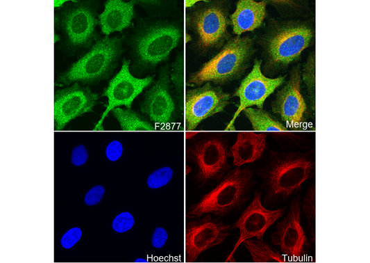 GSK3β + GSK3α Antibody