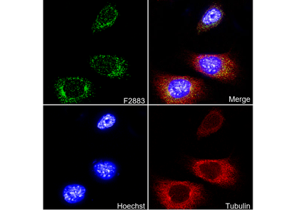 ATG12 Antibody