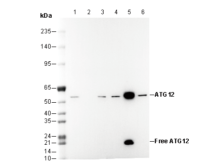 ATG12 Antibody