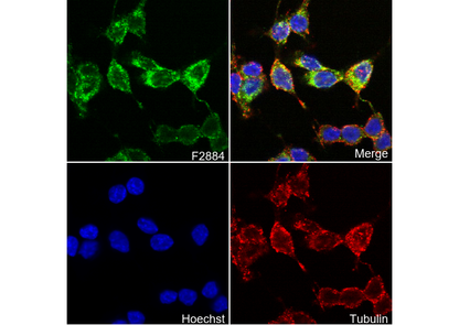 STING Antibody