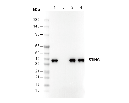 STING Antibody