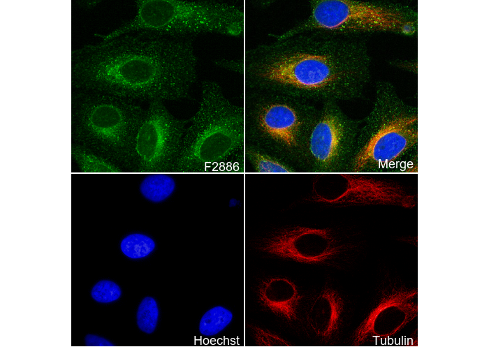 Rab5 Antibody
