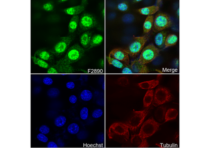 GFP Antibody