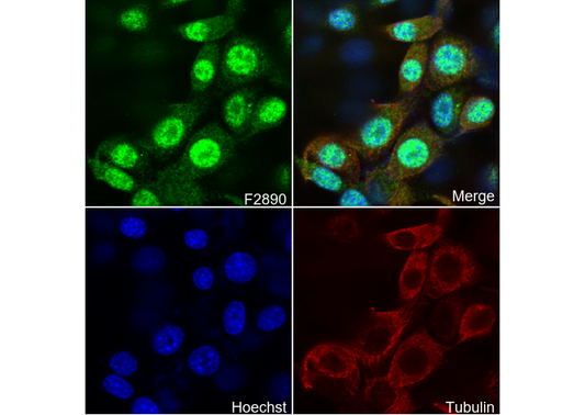 GFP Antibody