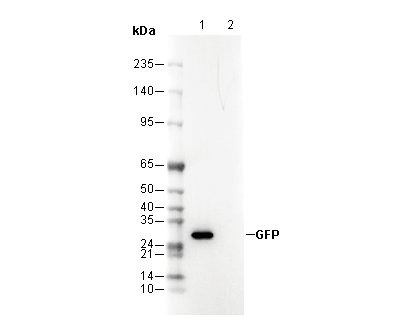 GFP Antibody