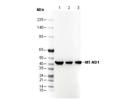 MT-ND1 Antibody