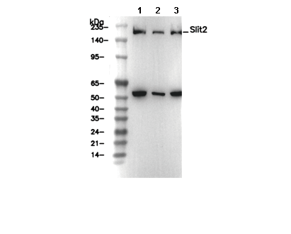 Slit2 Antibody
