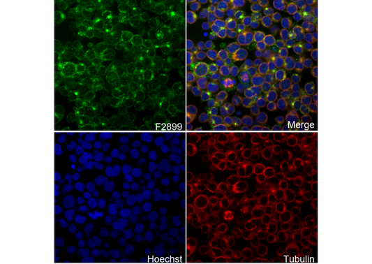 Phospho-CD3 ζ (Tyr83) Antibody