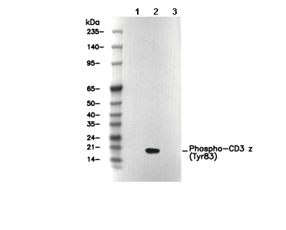 Phospho-CD3 ζ (Tyr83) Antibody