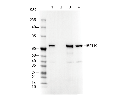 MELK Antibody