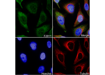 IMPDH2 Antibody