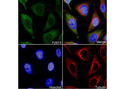 IMPDH2 Antibody