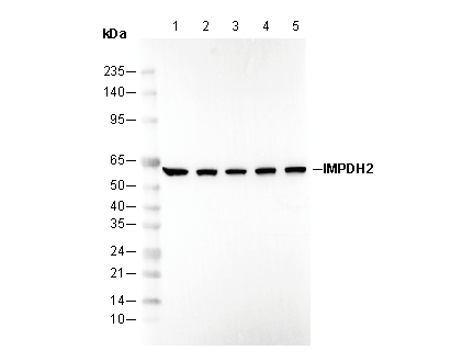 IMPDH2 Antibody