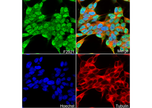 Fox2 / RBM9 Antibody