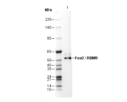 Fox2 / RBM9 Antibody