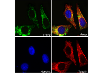 COX5B Antibody