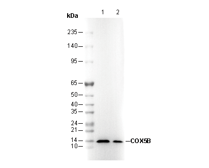 COX5B Antibody