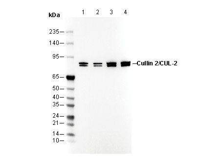 Cullin 2/CUL-2 Antibody