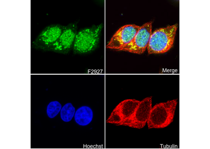 MCM5 Antibody