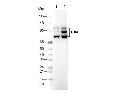 GAA Antibody