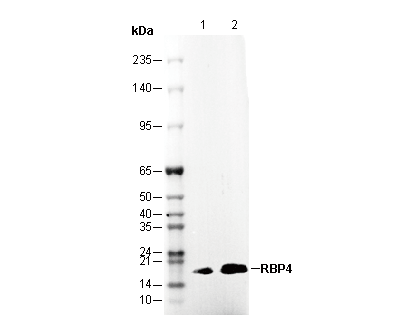 RBP4 Antibody