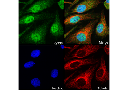 SF2 Antibody