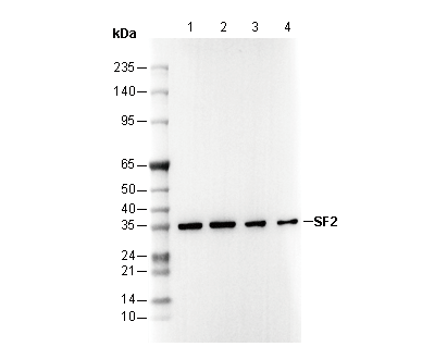 SF2 Antibody