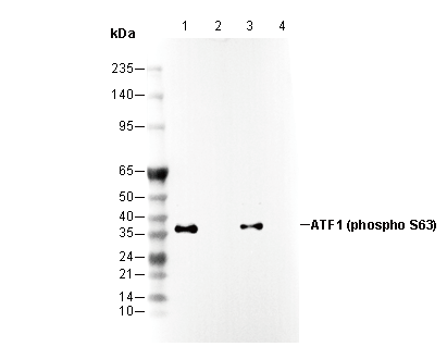 Phospho-ATF1 (Ser63) Antibody