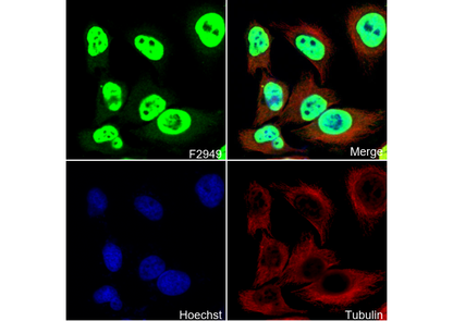 Phospho-RNA Pol II CTD (Ser5) Antibody