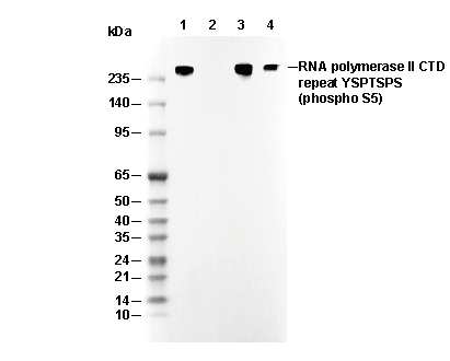 Phospho-RNA Pol II CTD (Ser5) Antibody
