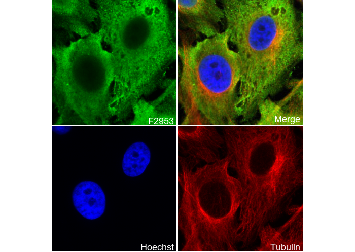 Phospho-Cofilin (Ser3) Antibody