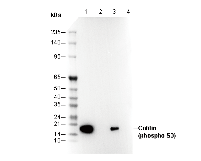 Phospho-Cofilin (Ser3) Antibody