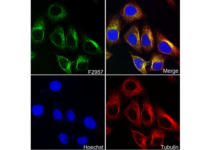 Syntaxin 3 Antibody