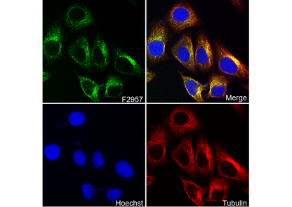 Syntaxin 3 Antibody