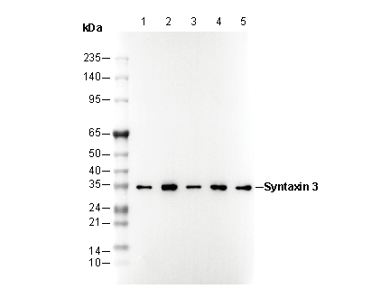 Syntaxin 3 Antibody