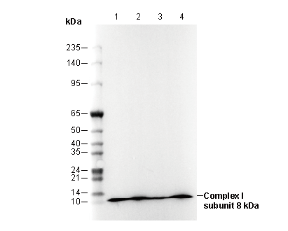 Complex I subunit 8 kDa/ NDUFS8 Antibody
