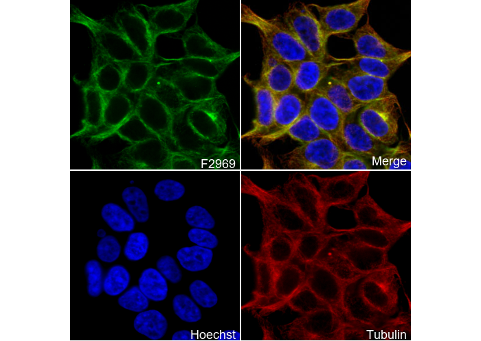 VPS35 Antibody