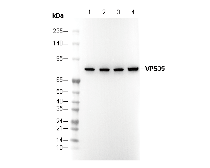 VPS35 Antibody